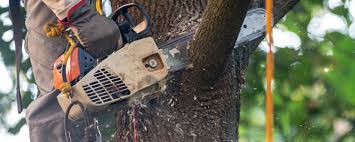 Best Pest Control for Lawns  in Exeter, CA