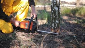 Best Tree Disease Treatment  in Exeter, CA