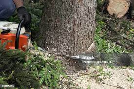 Professional Tree Care in Exeter, CA