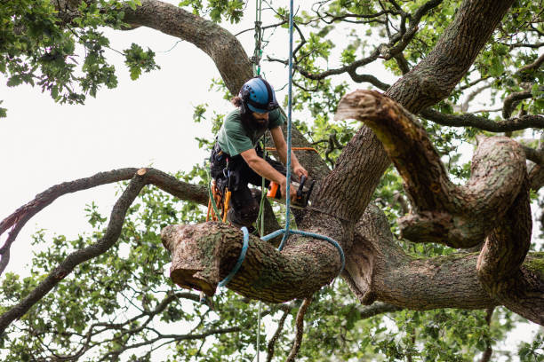 Best Tree Fertilization  in Exeter, CA