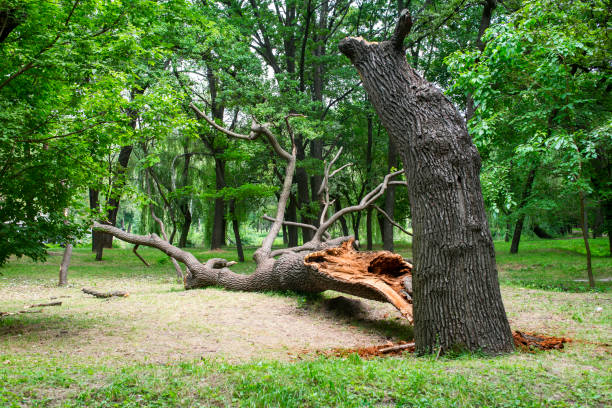 Best Tree and Shrub Care  in Exeter, CA