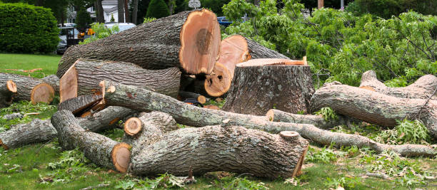 Best Fruit Tree Pruning  in Exeter, CA