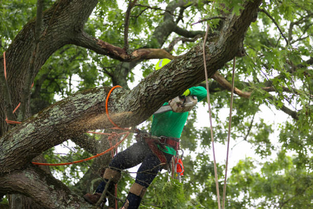 Best Storm Damage Tree Cleanup  in Exeter, CA