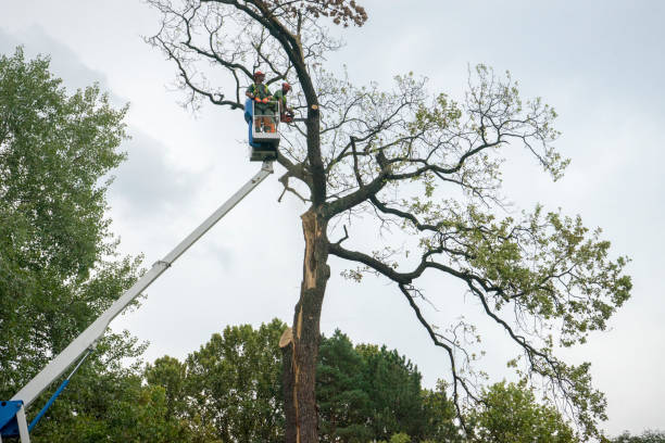 Best Tree Preservation Services  in Exeter, CA