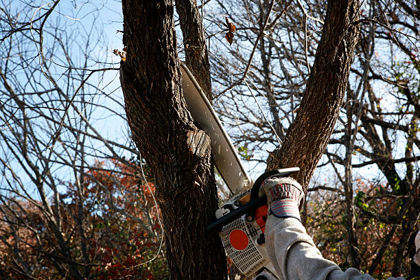  Exeter, CA Tree Care Pros