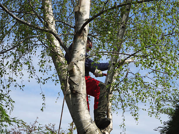 Best Tree Trimming and Pruning  in Exeter, CA