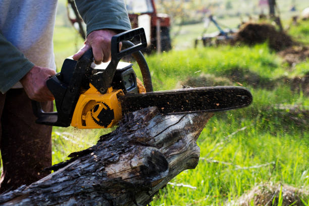 Best Root Management and Removal  in Exeter, CA