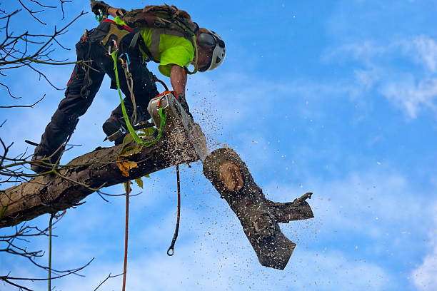 Best Hedge Trimming  in Exeter, CA