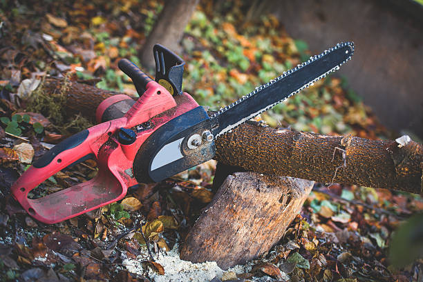 Best Stump Grinding and Removal  in Exeter, CA